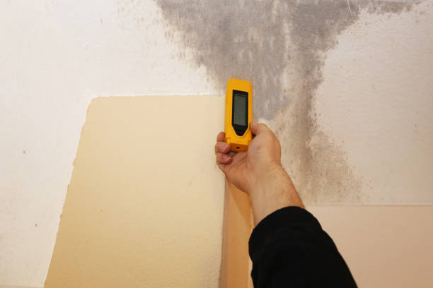 Best Attic Mold Removal  in Newport, DE