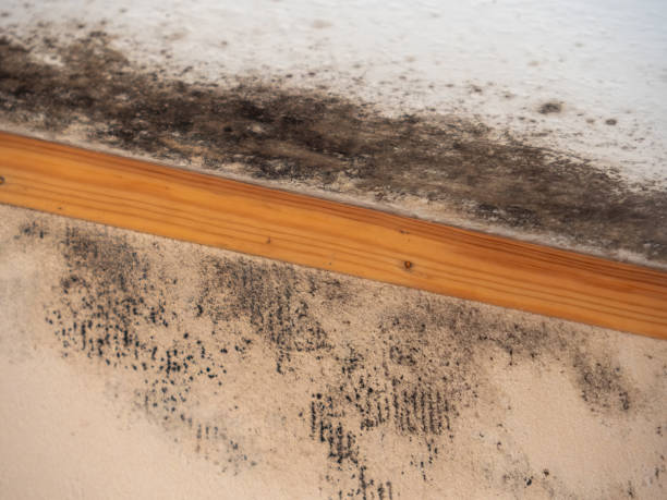 Asbestos and Lead Testing During Mold Inspection in Newport, DE