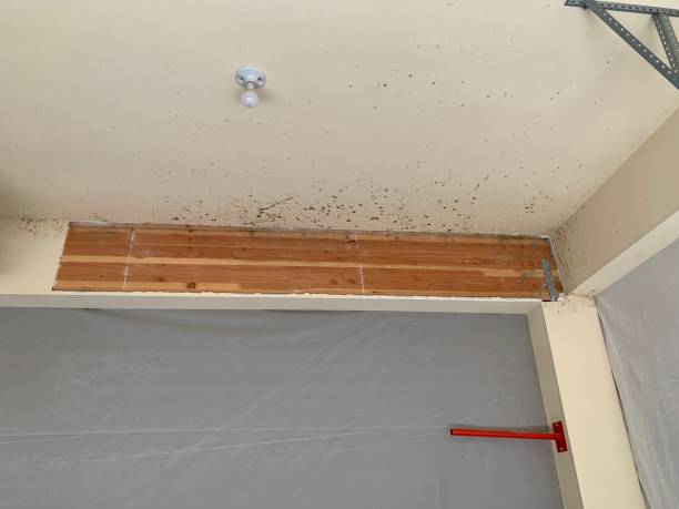  Newport, DE Mold Removal Pros