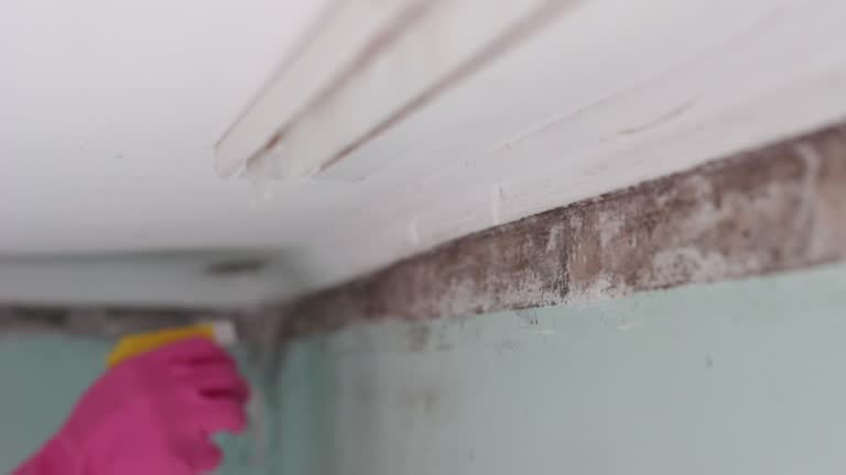 Best Comprehensive Air Testing for Mold Contaminants  in Newport, DE